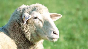 Razas de ovejas: Cuidados y Tipos
