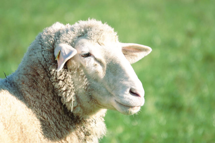 Razas de ovejas: Cuidados y Tipos